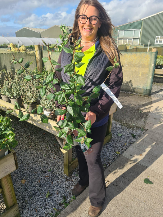 Viburnum Burkwoodii 4 Litre Pot 40/60cm