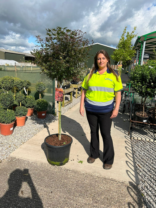 Acer palmatum Shaina 35 Litre Pot 1/2 Standard