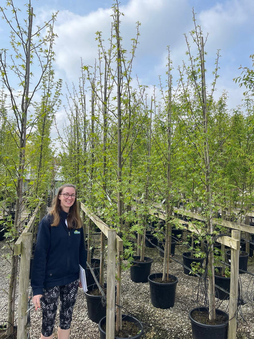 Amelanchier Robin Hill Standard 8/10cm Girth Tree 35 Litre Pot