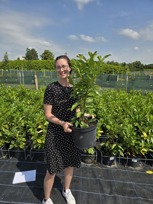 Cherry Laurel Hedging 10 Litre 80-100cm