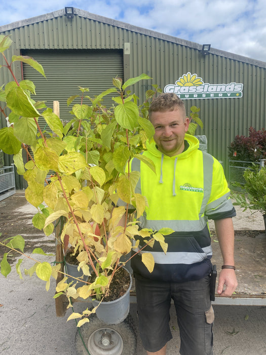 Cornus Magic Flame 4.5 Litre Pot