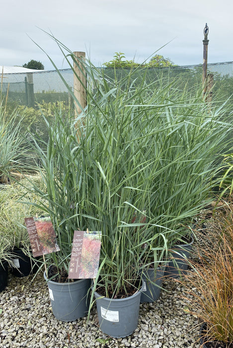 Panicum virgatum Prairie Sky 4.5 Litre