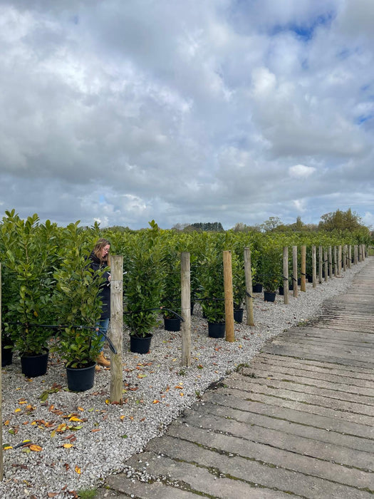 Cherry Laurel Hedging 20/30 Litre Pot 160/180cm