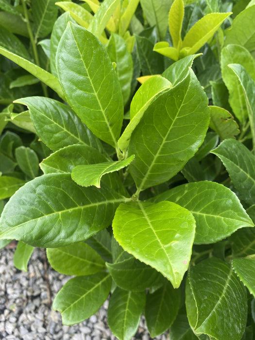 Cherry Laurel Hedging 9cm Pot