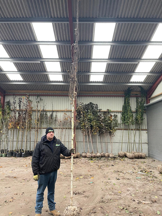 Betula Utilis Jacquemontii Rootballed 10/12cm Girth