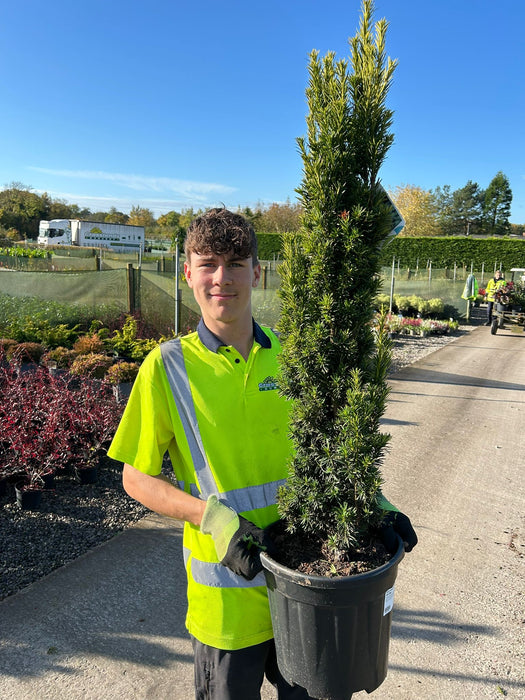 Yew Fastigiata Aurea 80/100cm