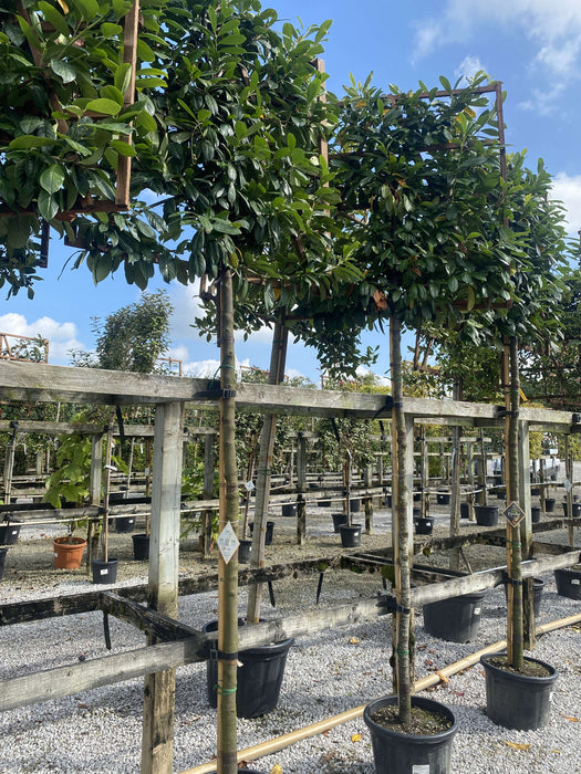 Prunus Novita Pleached Laurel Tree 200cm Stem 120x120cm Frame