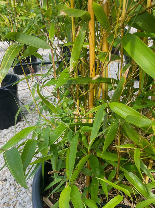 Bamboo Phyllostachys Aureosulcata Spectabilis 65 Litre Pot 3-3.5Metre