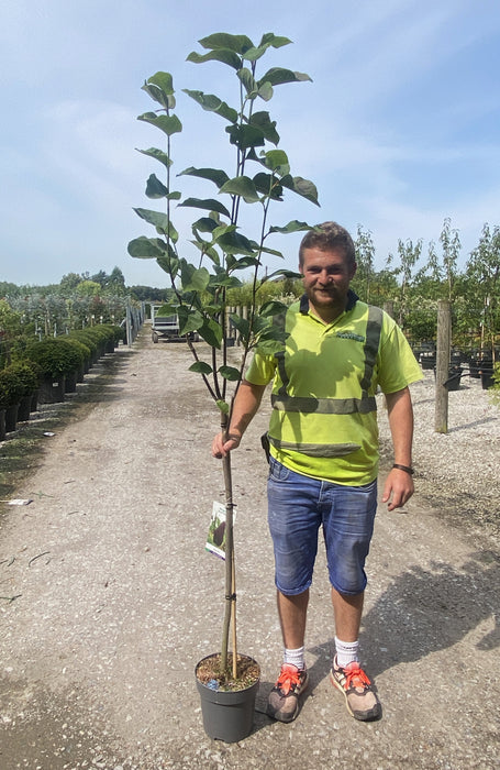 Magnolia Black Beauty 5 Litre Pot 1/4 Standard