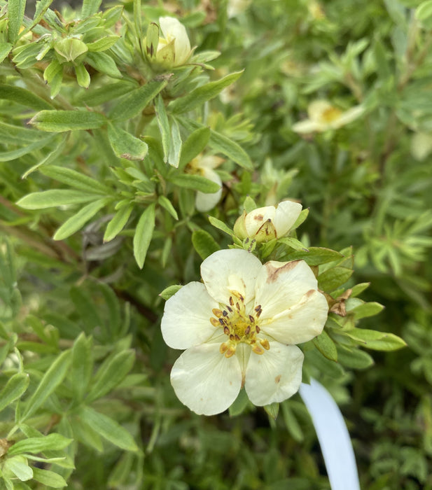 Potentilla fruticosa Creamissima 4.5 Litre Pot