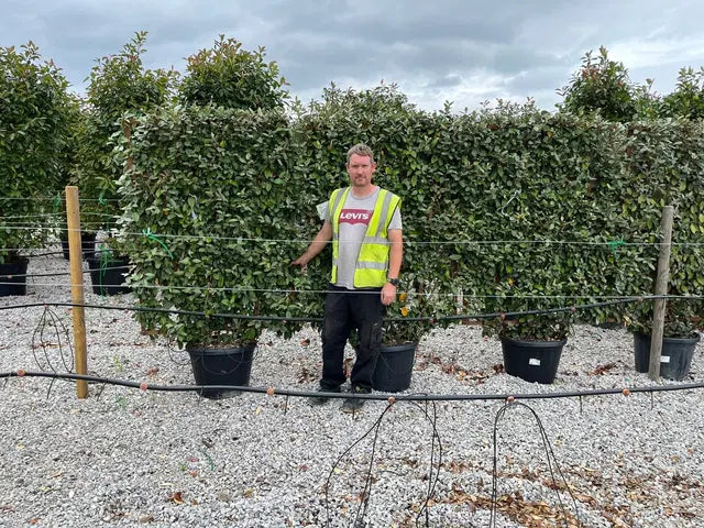 Elaeagnus Ebbingei Pleached Wall Frame 55 Litre Pot 160x110