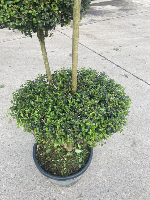 Ligustrum Delavayanum 25 Litre Pot 3 Disc Plateau