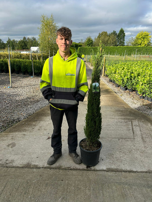 Italian Cypress / Cupressus Pyramidalis 18 Litre Pot 125/150