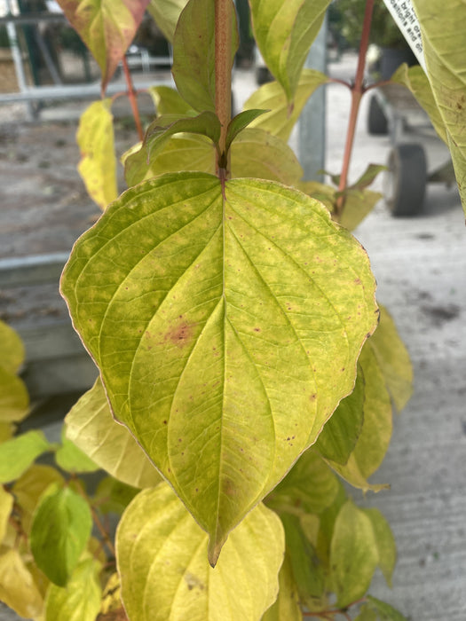 Cornus Magic Flame 10 Litre Pot