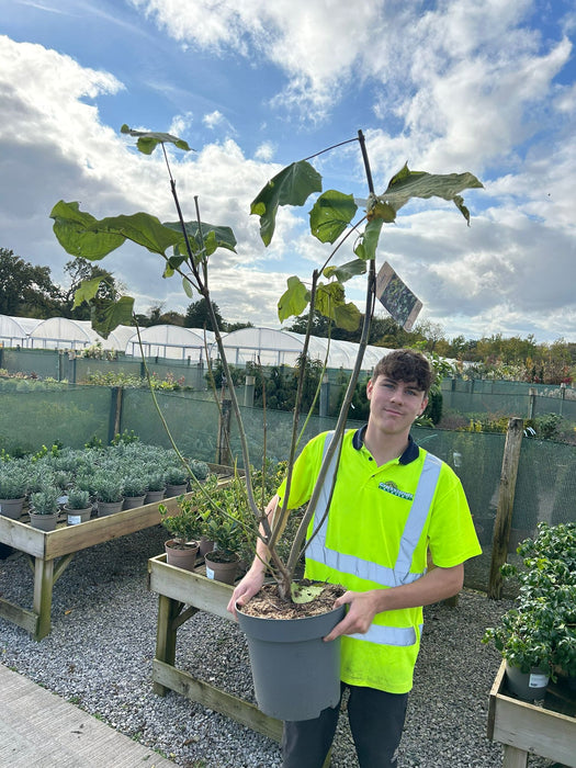 Catalpa Erubescens Purpurea 12 Litre Pot 100/125cm