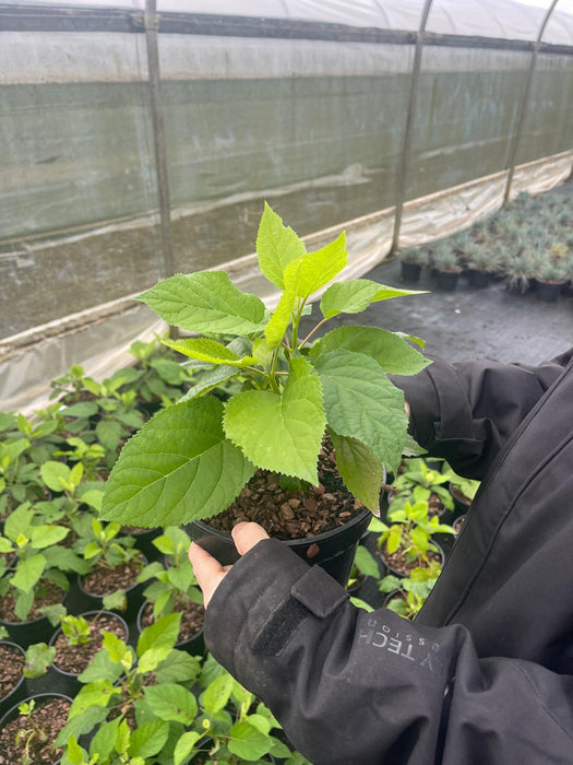 Hydrangea arb. Annabelle 3 Litre Pot