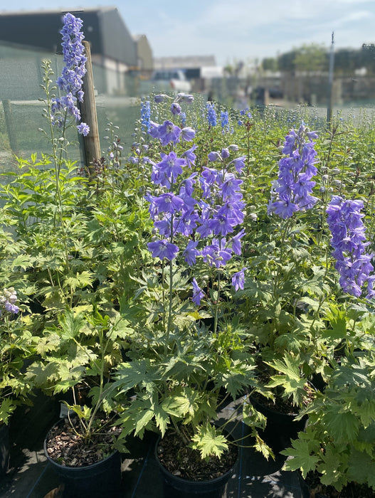 Delphinium Lavender 3 Litre Pot