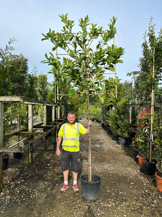 Prunus Novita Full Standard Pleached Tree 170-180cm Stem 120x120cm Frame