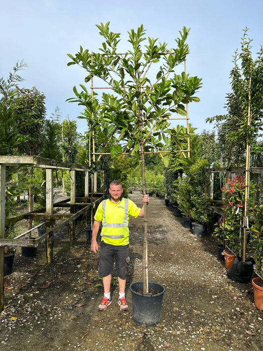 Prunus laur. Novita Pleached Rootballed 180cm Stem 120x120cm Frame Delivery November