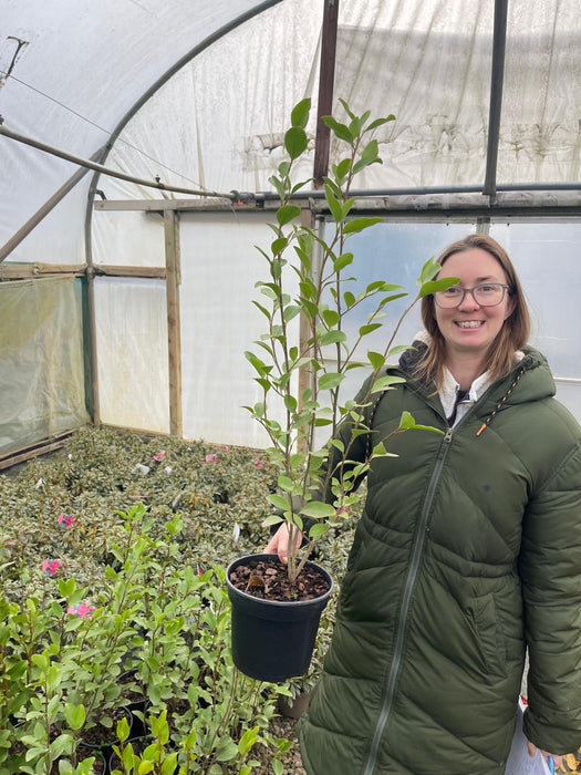 Griselinia Litorialis 3 Litre Pot 40/50cm