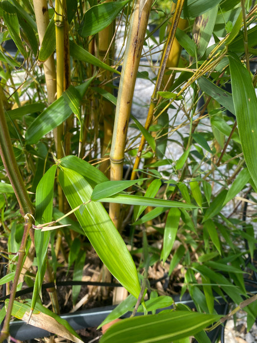 Bamboo Phyllostachys Aureosulcata Spectabilis 35 Litre Pot 3-3.5Metre