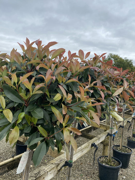 Photinia Red Robin 25 Litre Pot 1/2 Standard 50-60cm Head