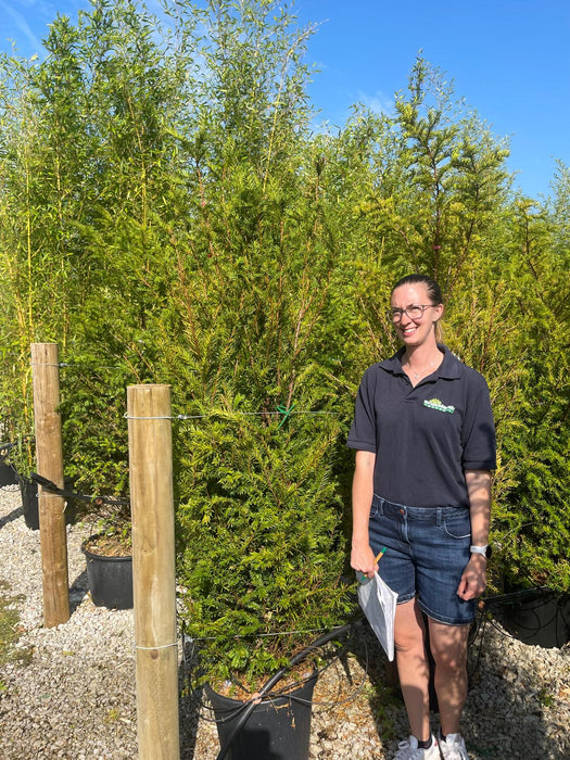 Yew Hedging Potted 150-160cm Seconds Quality