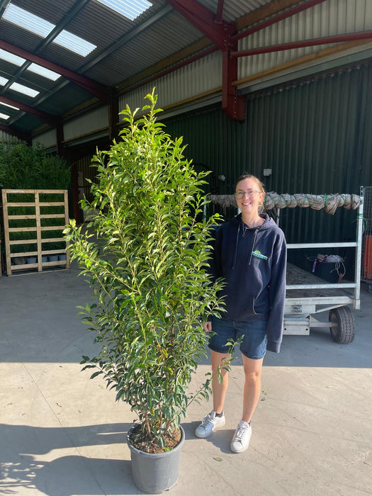 Portuguese Laurel Hedging Myrtifolia 15 Litre Pot 150-175cm