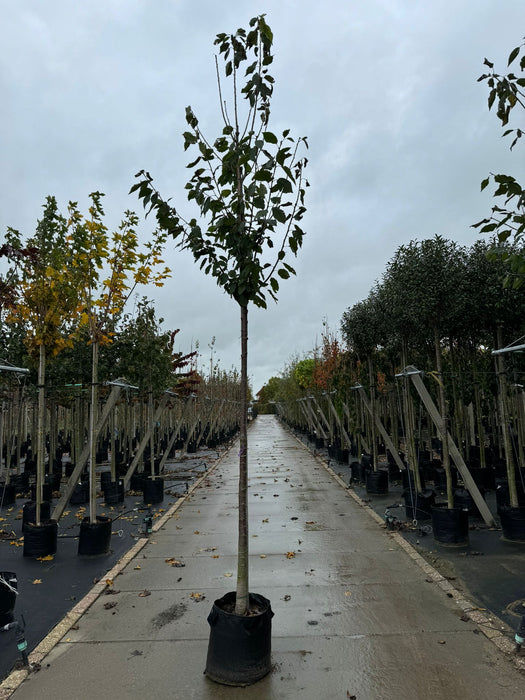 Prunus Avium 12/14cm Girh 50 Litre Pot Delivery November