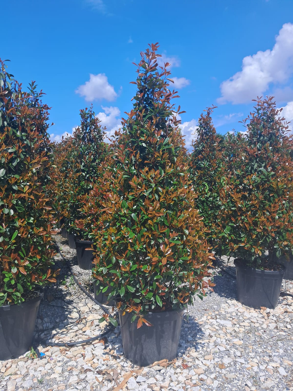 Photinia Red Robin 225/250cm Extra Sized Cone 130 Litre Pot ...