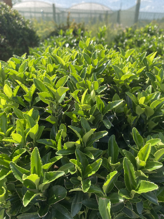 Euonymus Jap. Green Spire Ball 12 Litre Pot 35cm