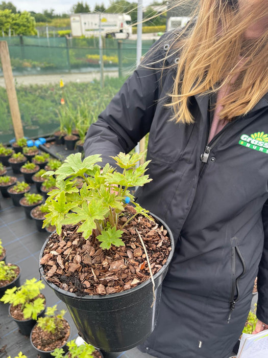 Delphinium Black Knight 3 Litre Pot