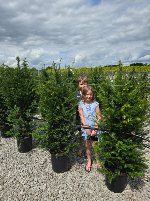 Yew Hedging 15 Litre Pot 125/150cm