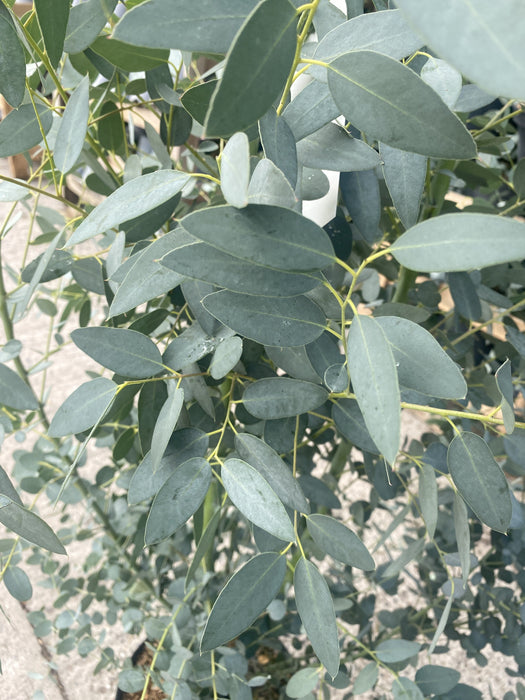 Eucalyptus Silverana 15 Litre Pot