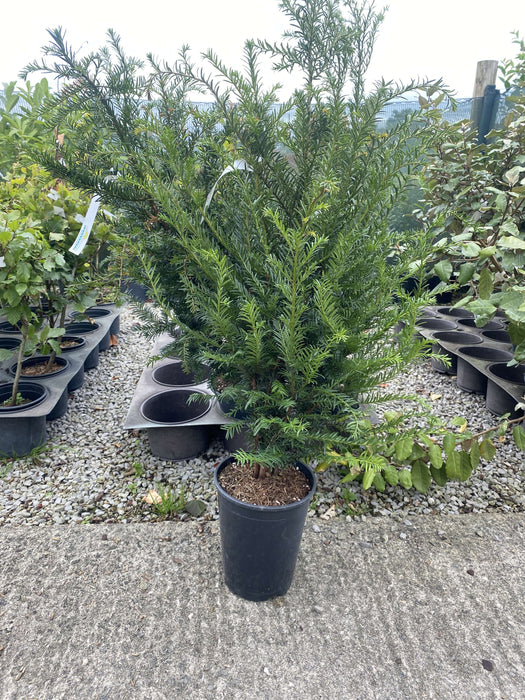 Yew Hedging 4 Litre Pot 60/80cm