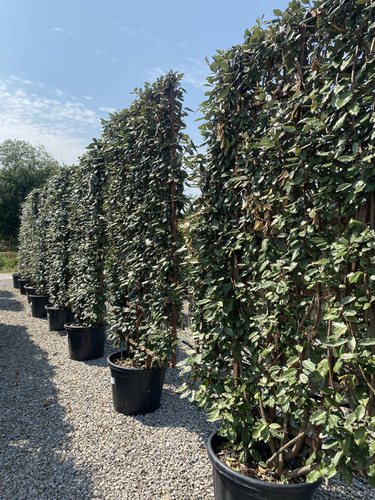 Elaeagnus Ebbingei Espallier 200 x 130cm