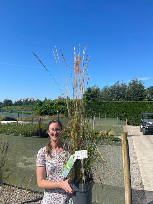 Calamagrostis Karl Foerster 6.5 Litre Pot