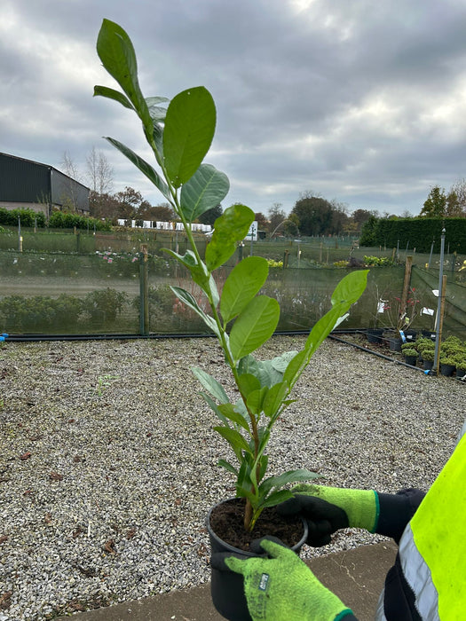 Laurel Hedging Cherry Laurel 2 Litre 40/60cm