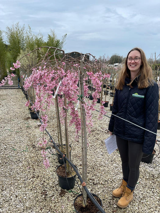 Prunus subhirtella Pendula Rubra Half Standard 20 Litre Pot