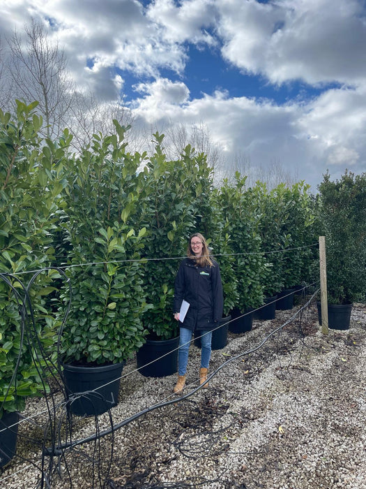 Cherry Laurel Hedging Super Size 240/250 110 Litre Pot