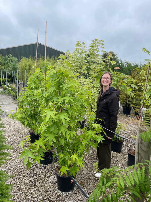 Liquidambar styraciflua Worplesdon 15 Litre Pot