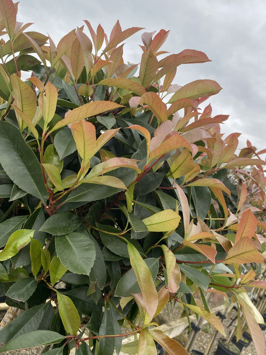 Photinia Red Robin 25 Litre Pot 1/2 Standard 50-60cm Head