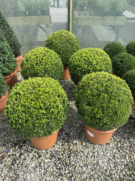 Buxus Sempervirens Ball 20 Litre Pot 50cm wide