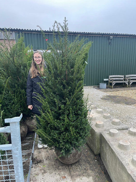 Yew Hedging 160/170cm Extra Wide Root Ball