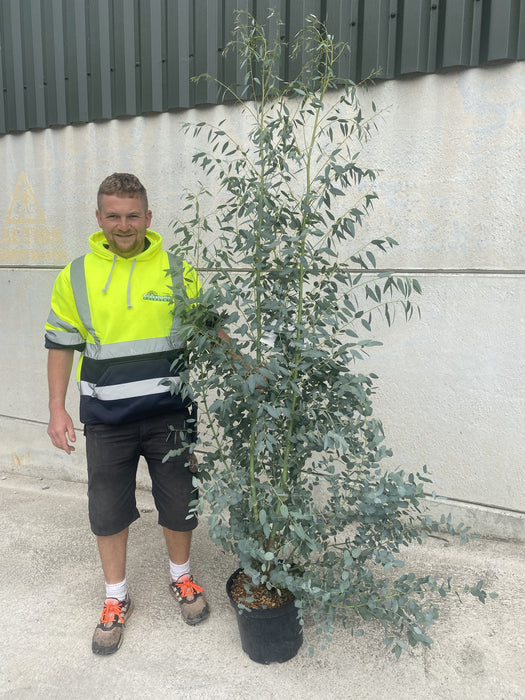 Eucalyptus Silverana 10 Litre Pot