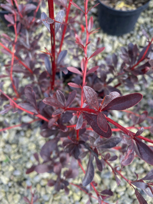 Berberis Hedging Red Chief 2 Litre Pot