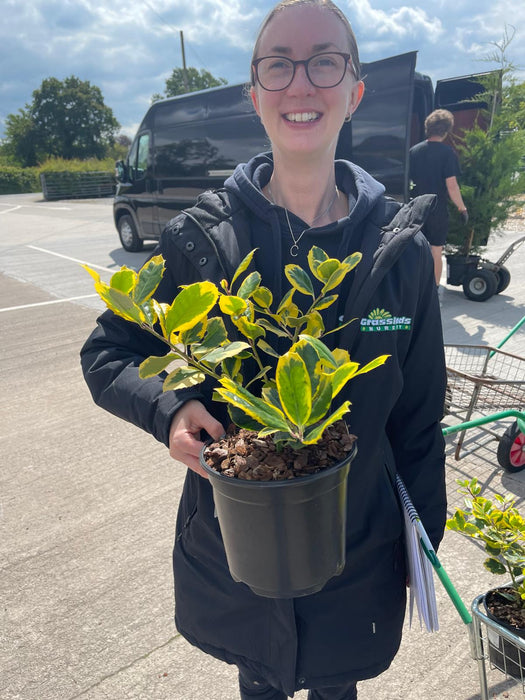 Ilex Gold King 3 Litre Pot