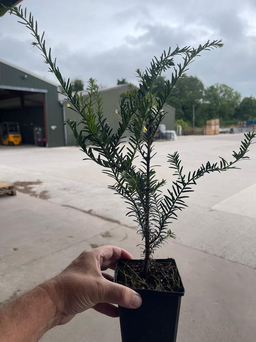 Yew Hedging 11cm Pot