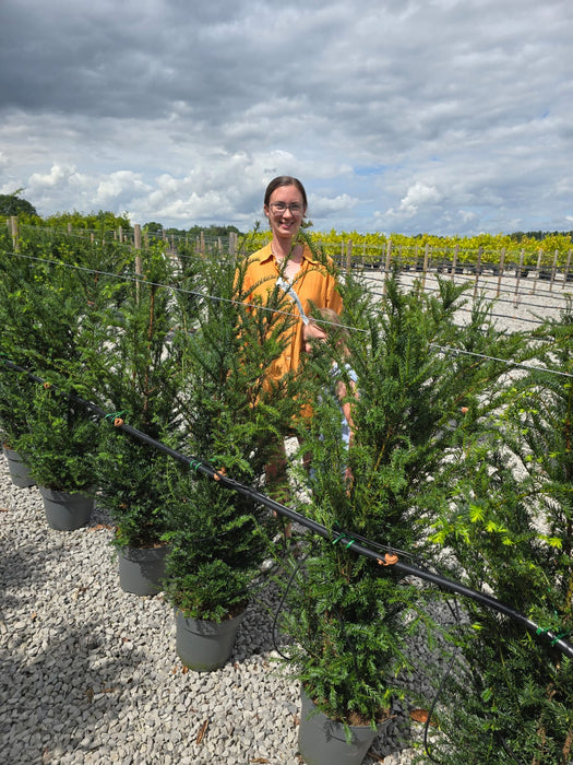 Yew Hedging  10 Litre Potted 100-120cm