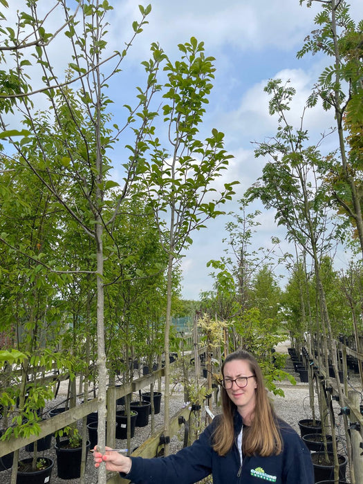 Sorbus Joseph Rock Standard 6-8 cm Girth